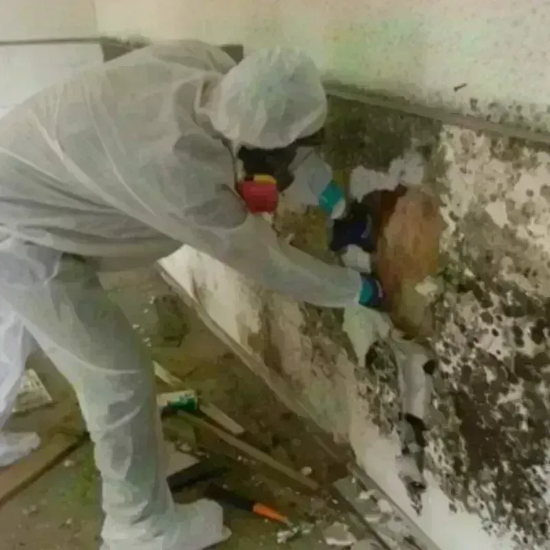 Mold Remediation and Removal in Reagan County, TX